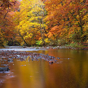 日本の秋の画像