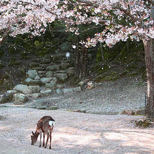 日本の春の画像